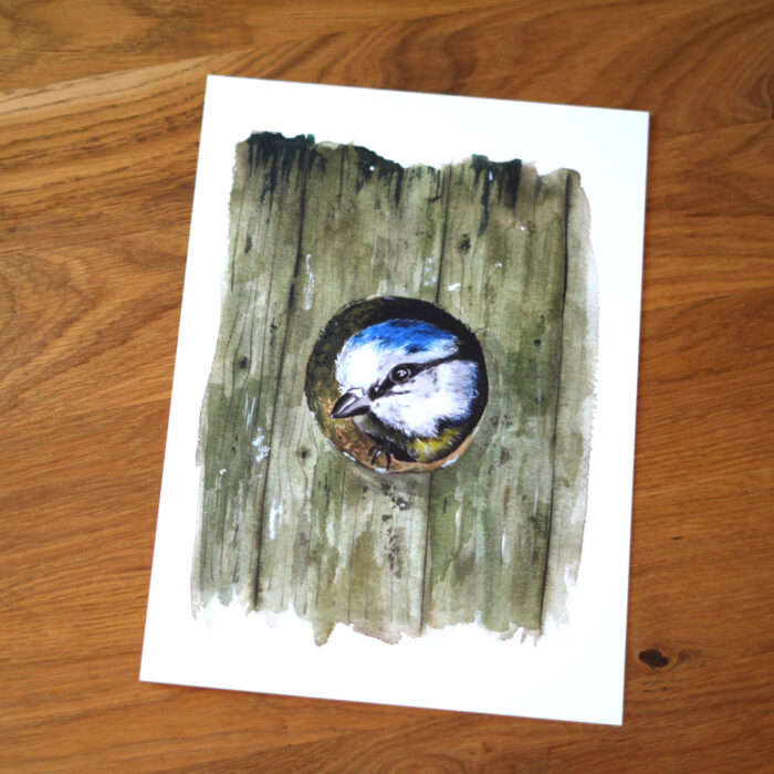 Kunstdruck Neugierige Blaumeise – Bild 2